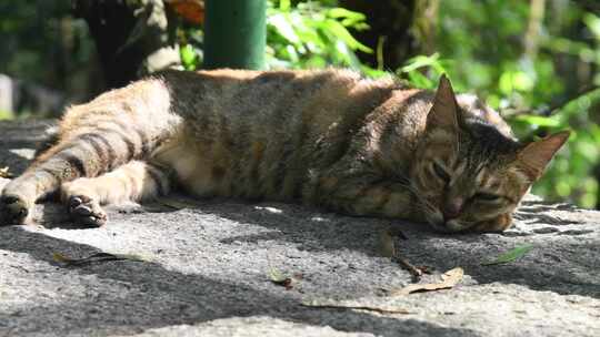 一只花猫在石板上栖息