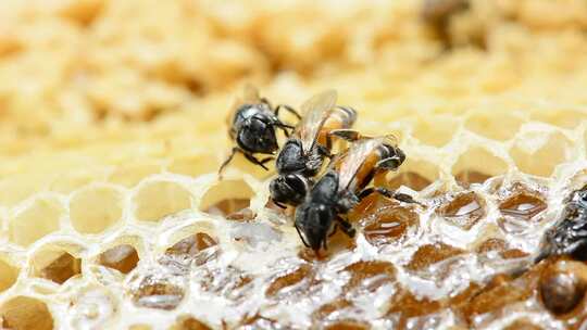 蜂蜜 蜜蜂 蜂巢 食物