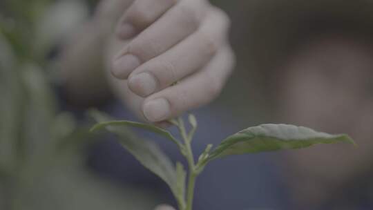 茶叶素材采茶叶茶山高清视频素材