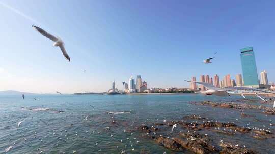 青岛栈桥冬季的海鸥