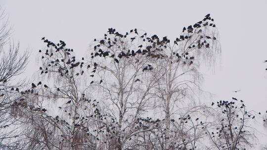 冬天树枝上的一群乌鸦视频素材模板下载