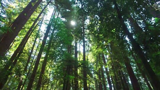 绿色森林-树林苍天大树有氧运动