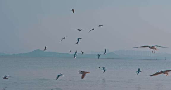 深圳湾海鸥