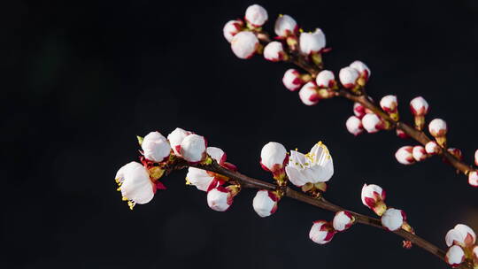 杏花开放特写8K延时