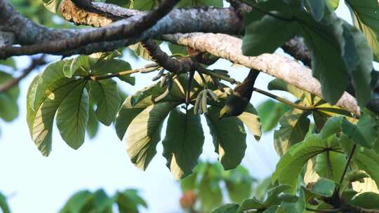 Perch， Tree，Tayrona，