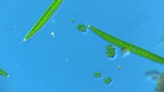 显微镜下的微观世界微生物 新月藻4