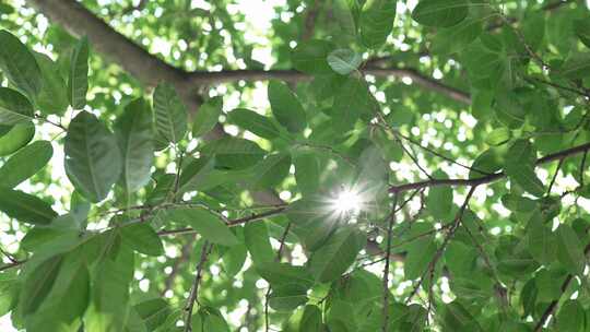 夏日树林树木阳光视频素材模板下载