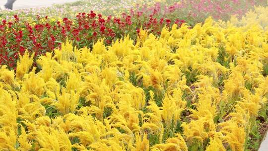 城市花卉浇灌