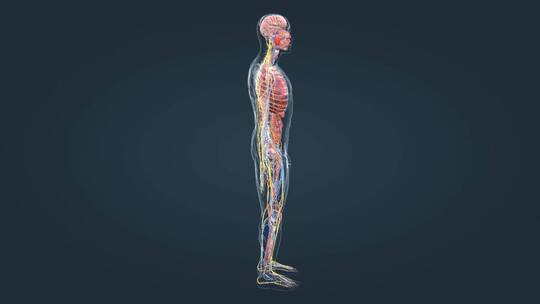医学三维动画消化系统十二指肠3D医疗动画