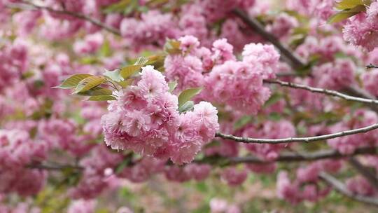 春天樱花实拍素材