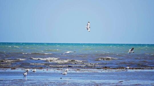 海鸥 升格 慢镜头 海鸟 海鸥群 飞翔