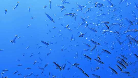 海底的热带鱼群