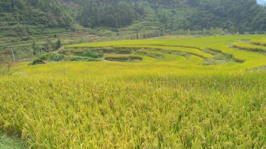 大山里的水稻田