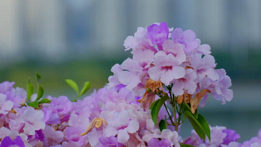 蒜香藤花特写