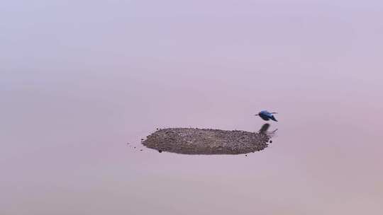 大雁群飞 鄱阳湖候鸟