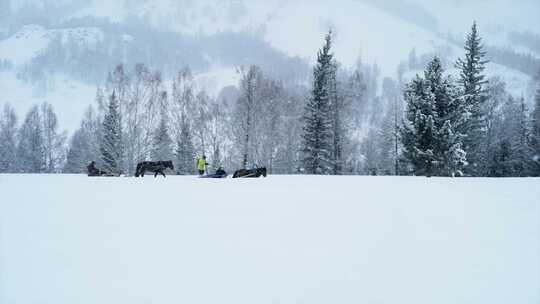 马拉雪橇航拍 新疆喀纳斯旅游