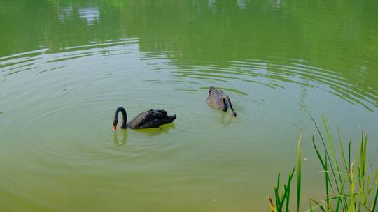 湖面上的黑天鹅正在觅食