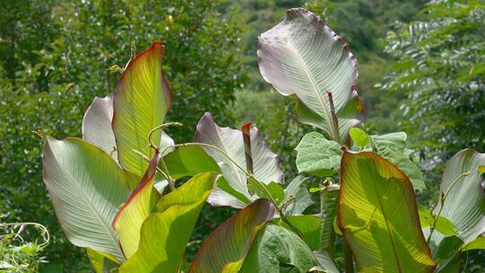 乡村田边植物芭蕉