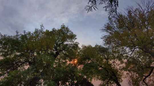 无人机拍摄夕阳下的树冠