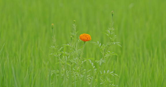 夏天绿色稻田里的万寿菊