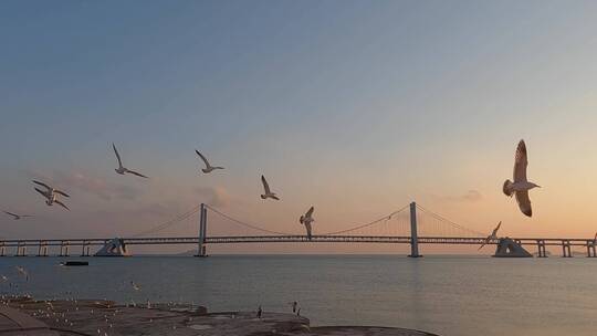 4k海鸥飞翔慢镜头