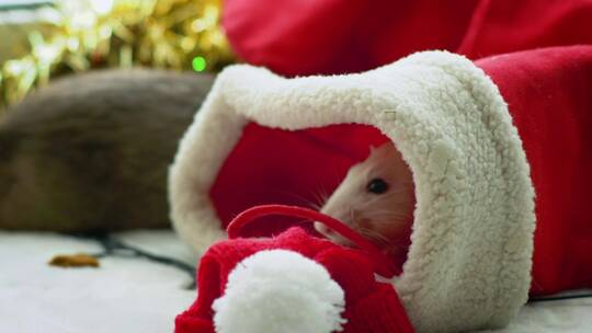 圣诞袜子里的白老鼠