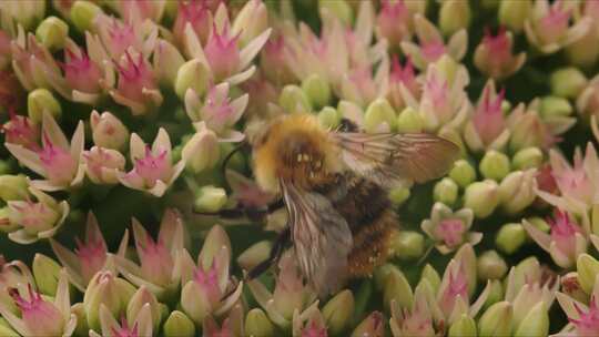 Carder Bee，昆虫，授粉，石杉