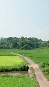 航拍乡村绿油油的稻田自然景观