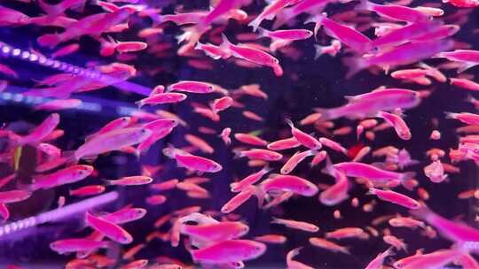水族馆的鱼