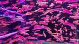 水族馆的鱼高清在线视频素材下载