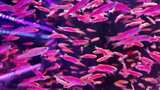 水族馆的鱼高清在线视频素材下载