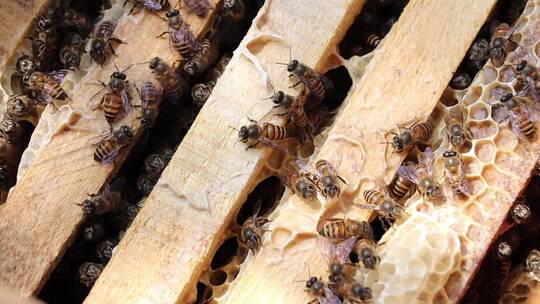 养蜜蜂养蜂视频素材模板下载