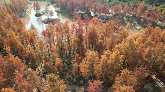 深圳红花岭公园水杉