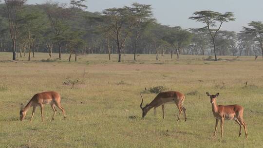 羚羊在平原上吃草