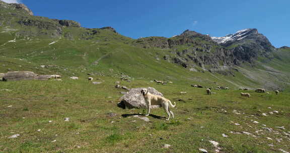 养狗羊，瓦诺伊兹国家公园，萨瓦省，法国