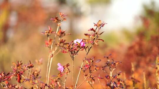 模糊背景下盛开的杜鹃花。自然美