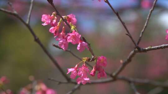 桃花樱花树盛开