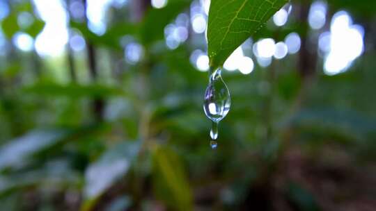 树叶上的水滴特写