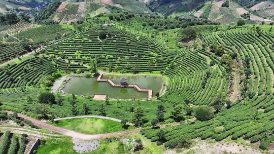 航拍绿色生态有机高山茶园