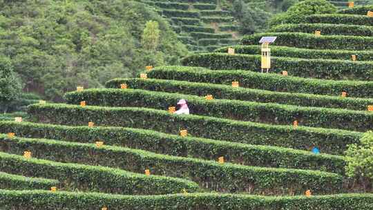 仙人山景区布央茶园航拍