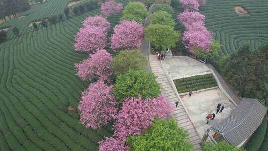 台品樱花茶园