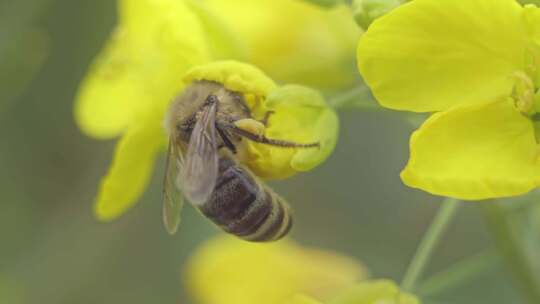 春天蜜蜂在油菜花上采蜜微距镜头视频素材模板下载