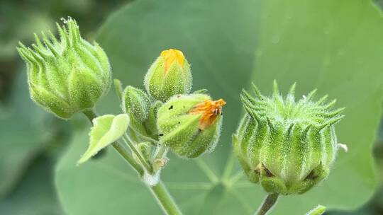 麻梭子野生植物