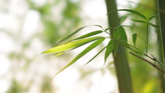 竹林  竹子  竹叶  绿色  阳光  植物