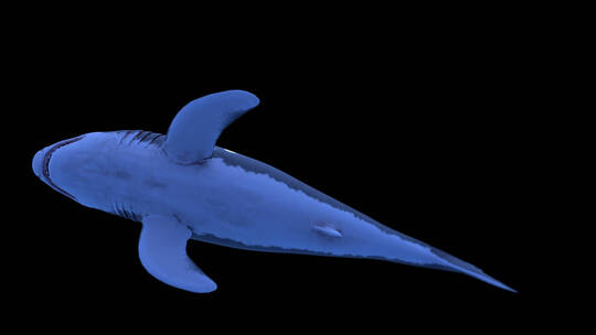 影视级三维鲨鱼水底动画合成特效 (3)