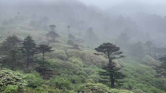 海拔四千米的雨中苍山冷杉