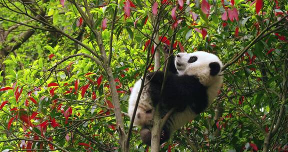 顽皮的幼年大熊猫在树上玩耍差点掉下来