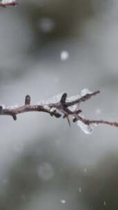 树枝，雪，冬天，树木