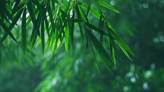 竹林竹叶下雨