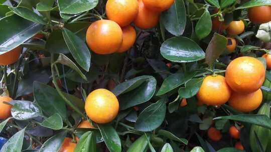 橘子树橘子成熟桔子树橙子视频素材模板下载